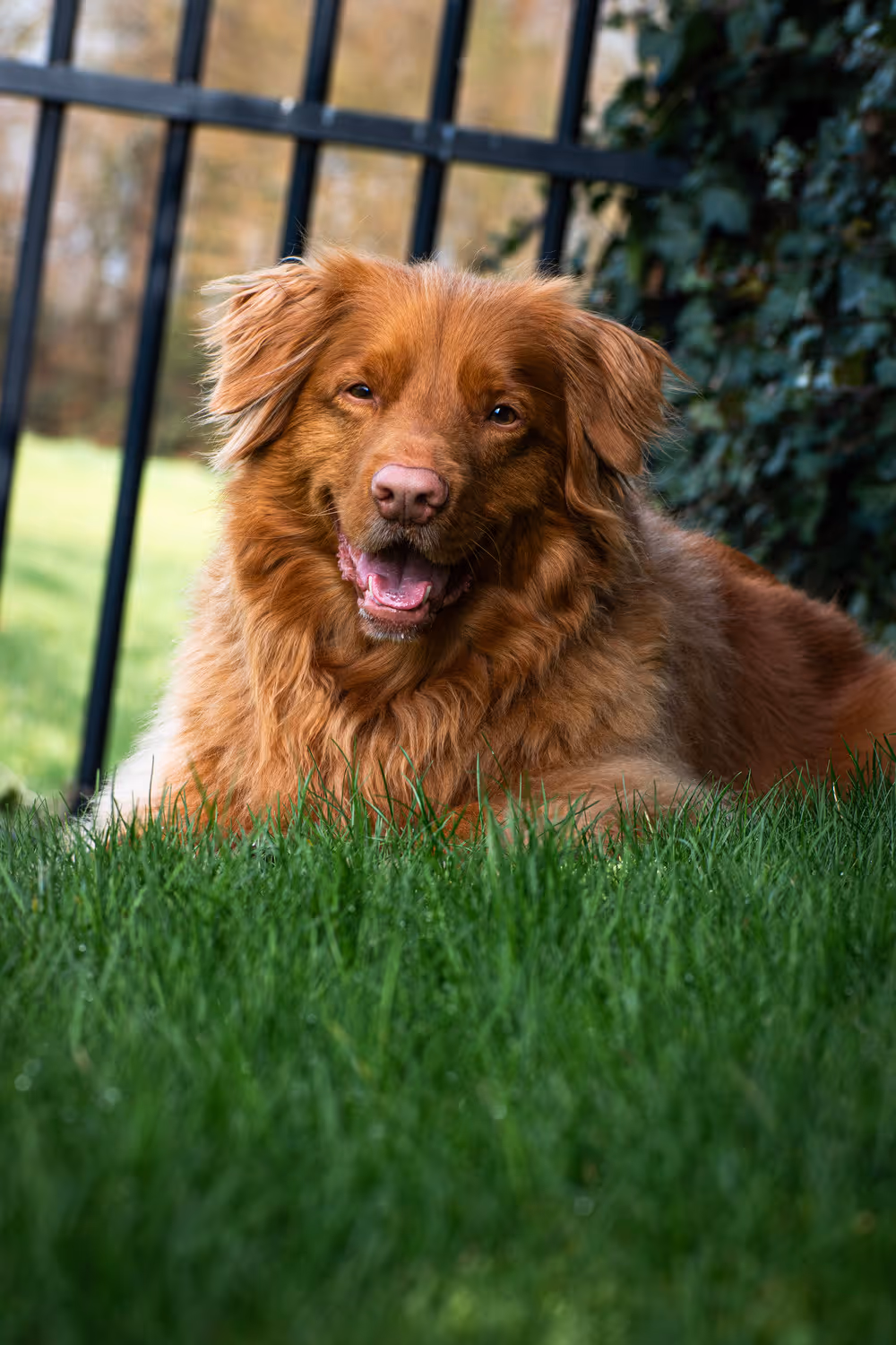 Rode harige hond liggend op groen gras met een zwarte hek en groene bladeren op de achtergrond.