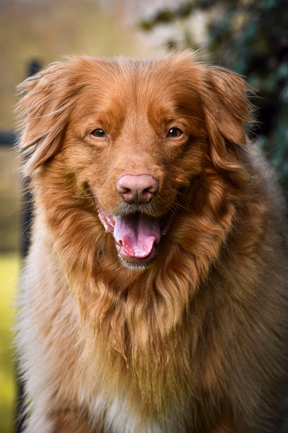 Rode hond met lange vacht en roze neus, zittend voor groene klimopbladeren in het gras.