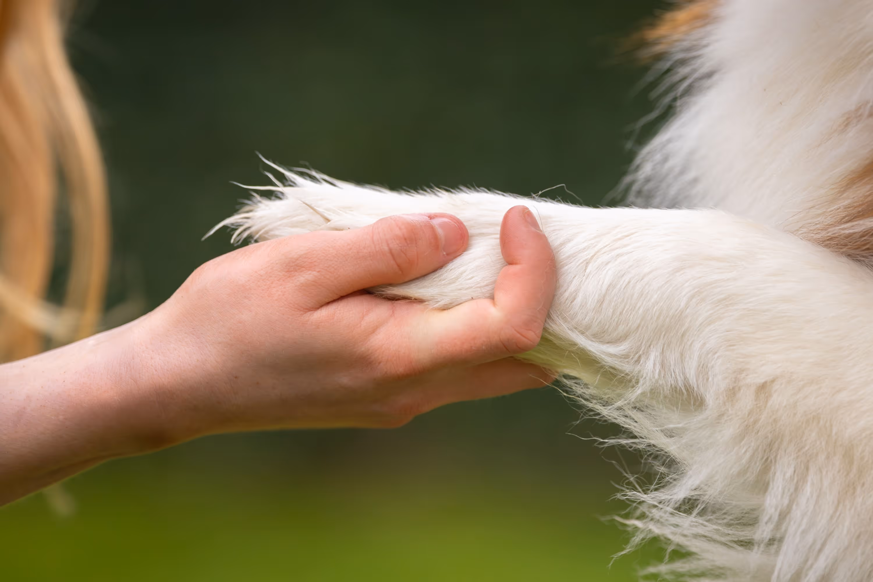 Hand die zacht een witte hondenpoot vasthoudt tegen een groene achtergrond.