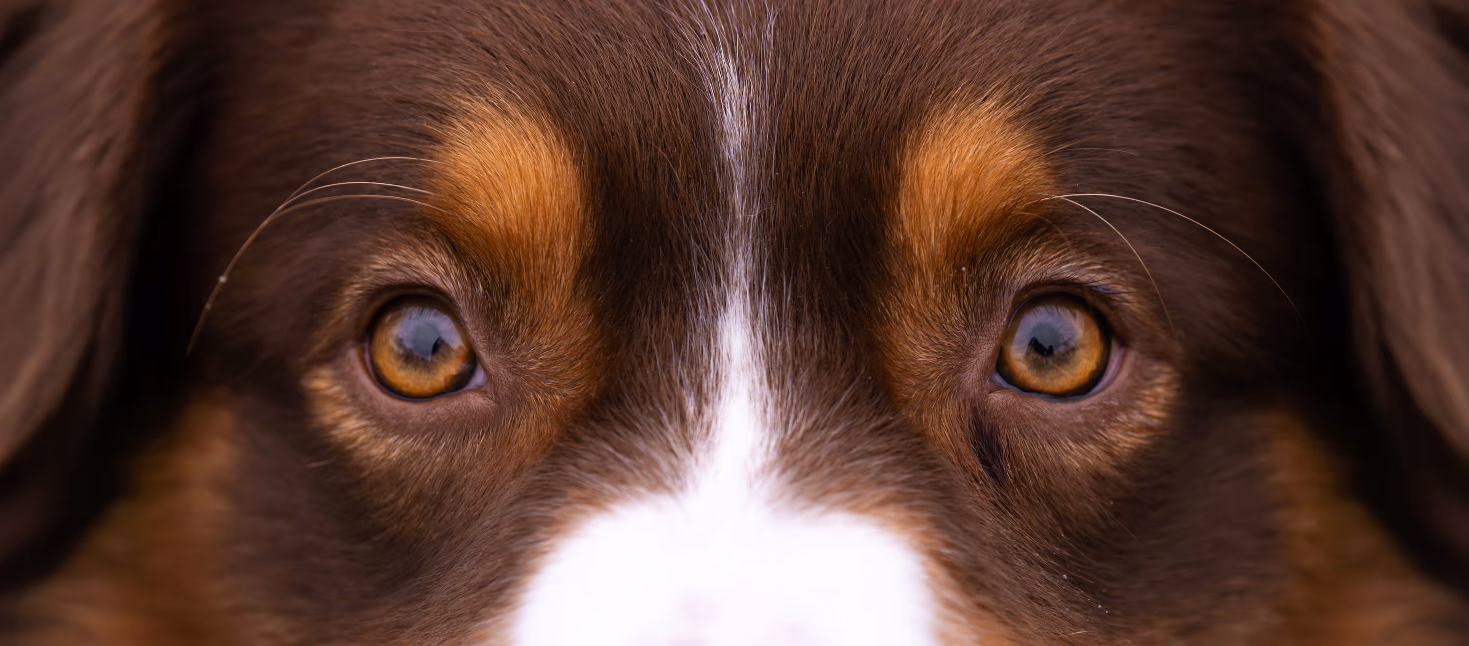 Close-up van de amberkleurige ogen en bruin-bruine vacht van een hond met een witte streep tussen de ogen.
