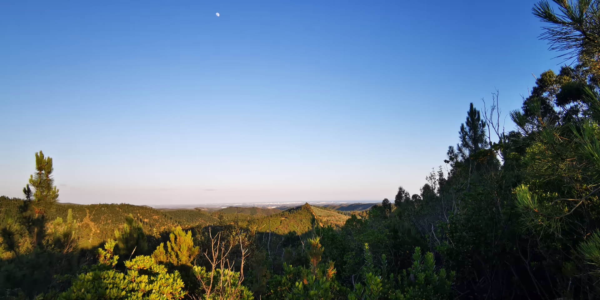 Sonnenuntergang, der durch große, beleuchtete Baumzweige in einem bewaldeten Gebiet scheint.