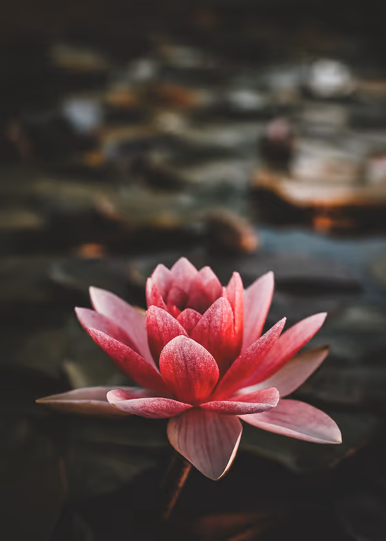 Close-up of a pink water lily flower with dark blurred background.