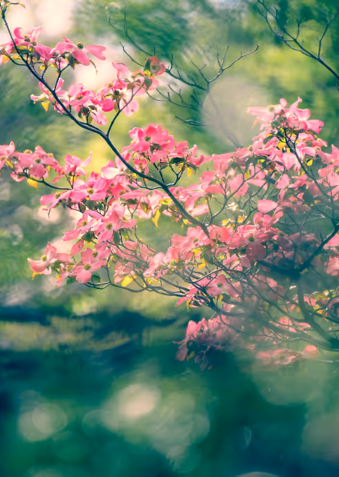 Branch with vibrant pink flowers and green leaves against a softly blurred green background.