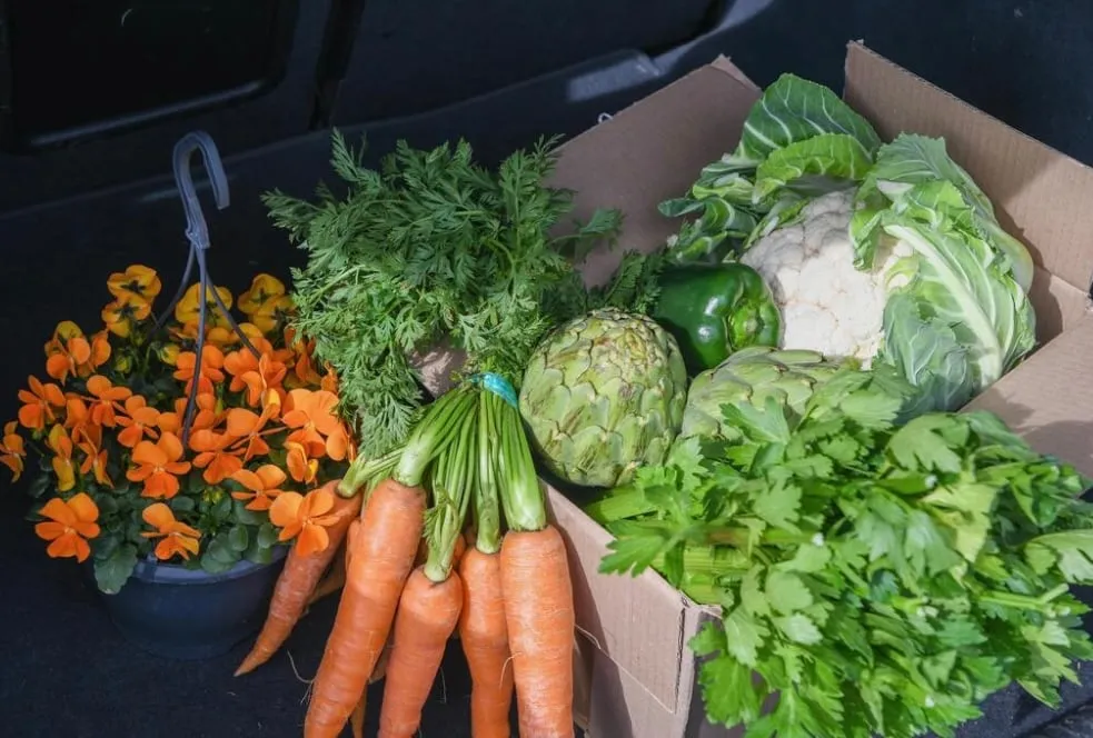 Cardboard box filled with fresh vegetables including cauliflower, green bell pepper, artichokes, celery, and a bunch of carrots alongside an orange flowering plant in a black hanging pot.