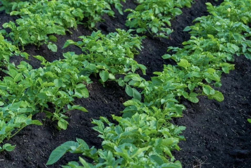 Rows of green leafy potato plants growing in dark, fertile soil.