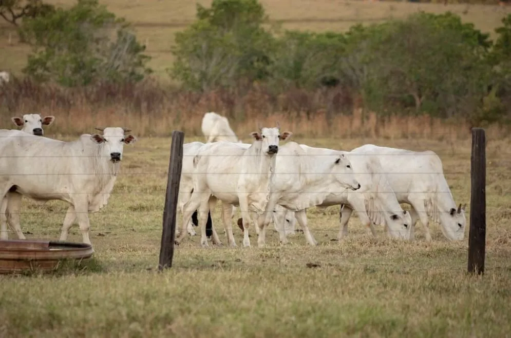 A group of white cows grazing and standing behind a wire fence in a grassy field.