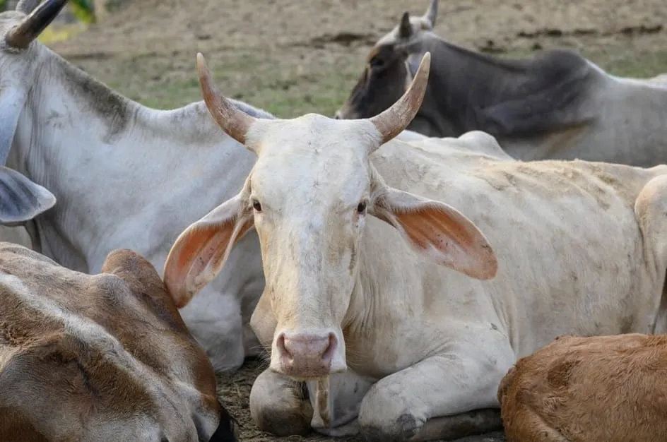 Group of cows resting on dirt ground, with a white cow with horns facing the camera in the center.