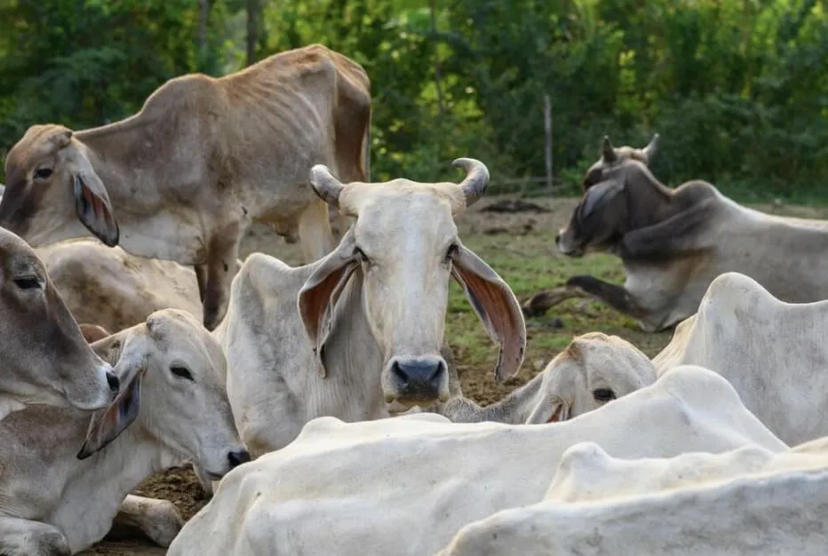 A group of light-colored cows resting and standing in a shaded outdoor area with trees in the background.