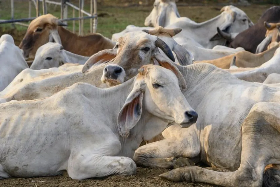 Group of light-colored cows resting closely together on dirt ground.