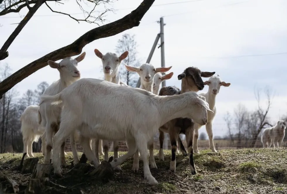 A group of goats standing on a grassy area with leafless trees and a utility pole in the background.