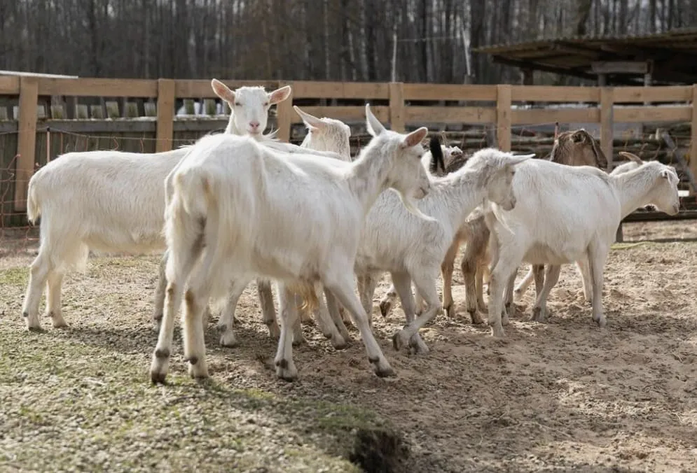 Group of white goats standing on sandy ground near a wooden fence with leafless trees in the background.