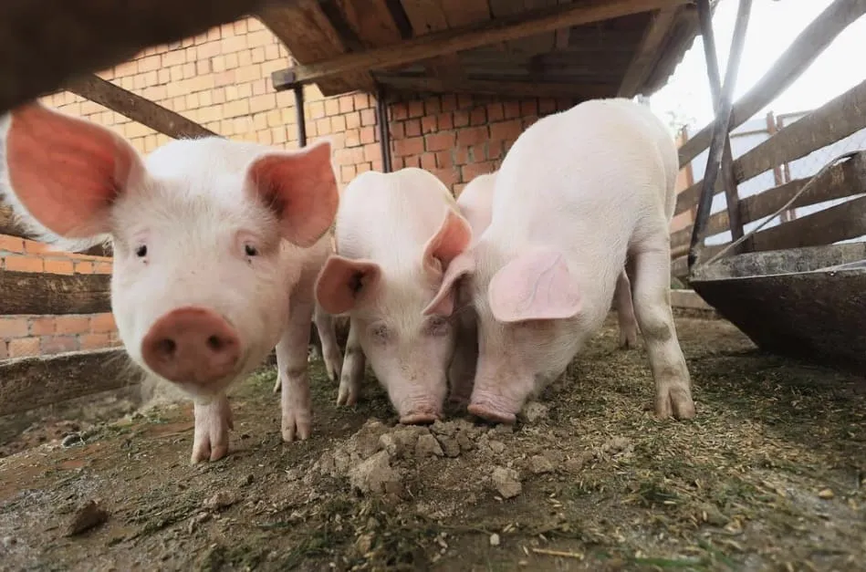 Three young pigs standing and sniffing the ground inside a wooden pen with a brick wall background.