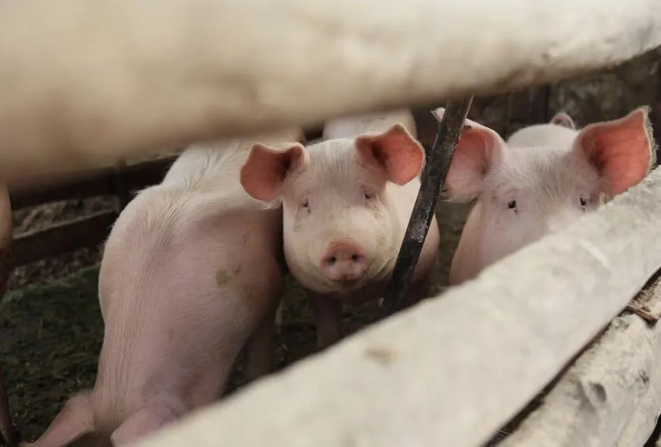 Three young pigs behind wooden fences in a pen, with one pig looking directly at the camera.
