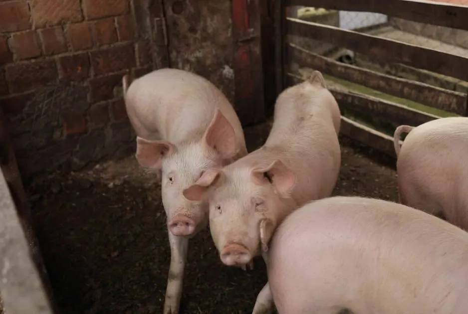 Several pink pigs inside a pen with a brick wall and wooden fence.