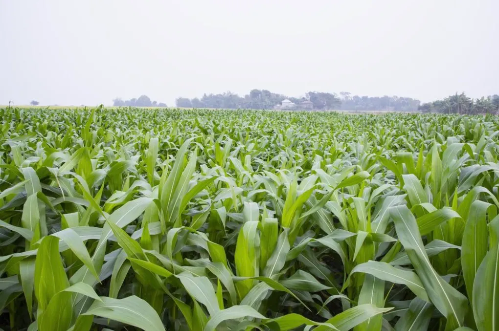 Dense green cornfield stretching toward the horizon under a bright, hazy sky.