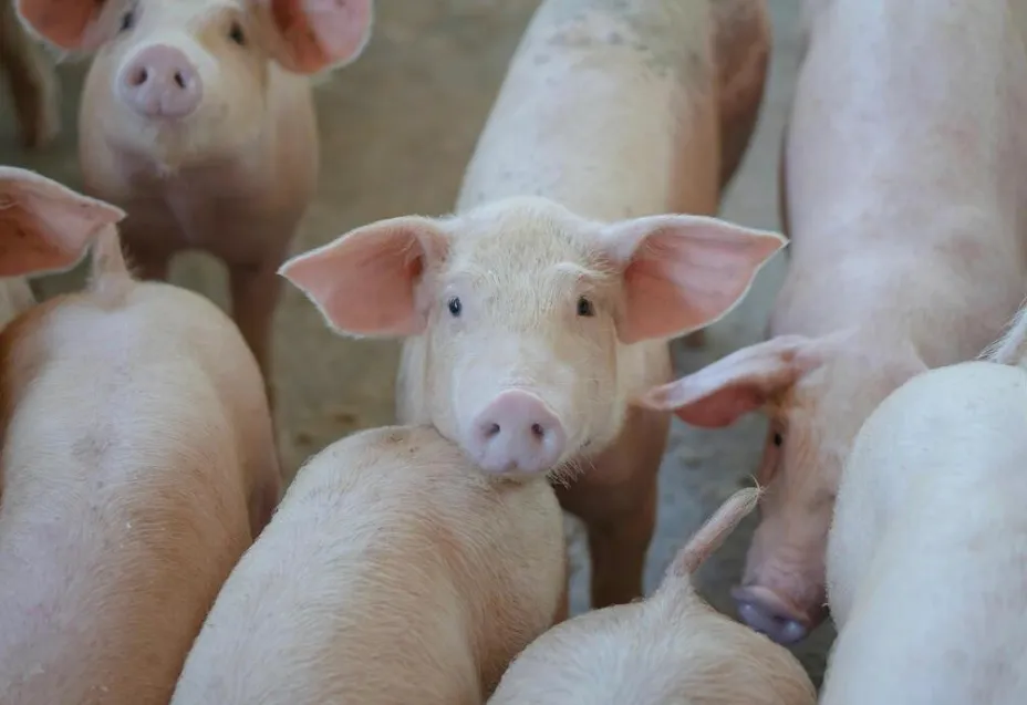 Group of pink pigs standing close together, with one pig looking directly at the camera.