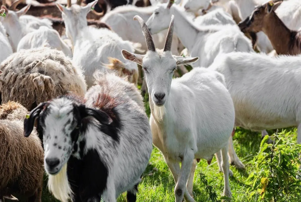 A group of goats grazing on green grass, with a white goat with horns in the center and a black-and-white goat in the foreground.