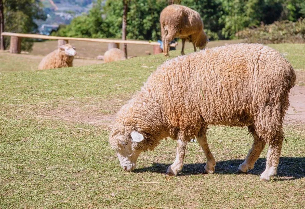Four woolly sheep grazing on a grassy field with a wooden fence and trees in the background.