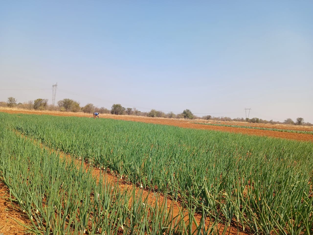 Wide agricultural field with rows of green crops under a clear blue sky and a person working in the distance.
