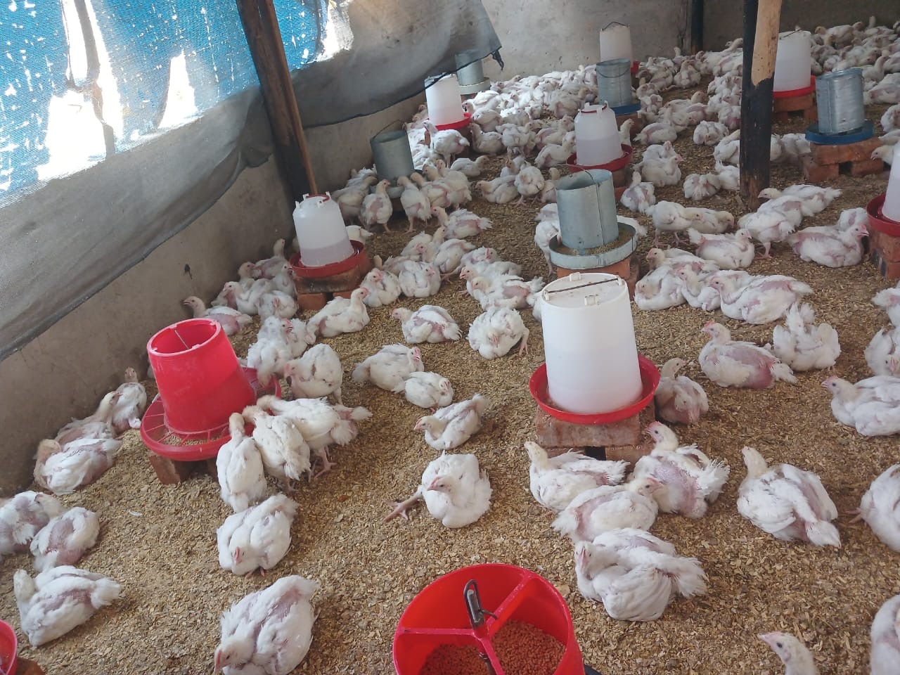 Indoor poultry farm with numerous white chickens resting and feeding near multiple red and white feeders on a wood shavings floor.