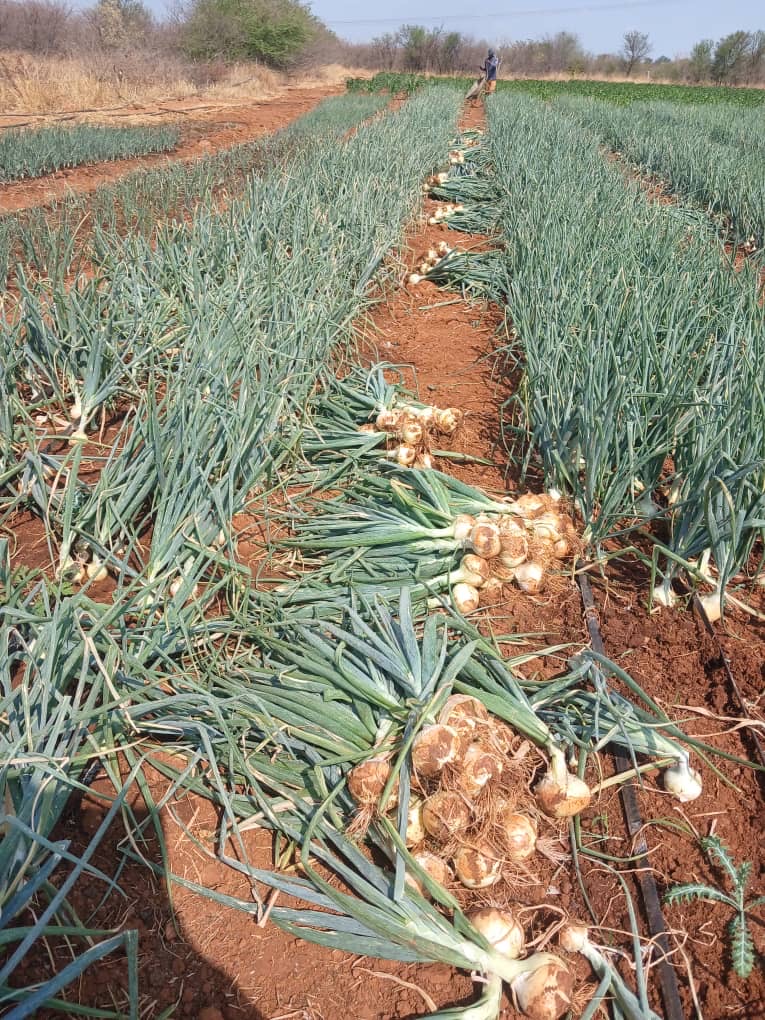 Rows of harvested onions with green stems laid out on a red soil field under a clear sky.
