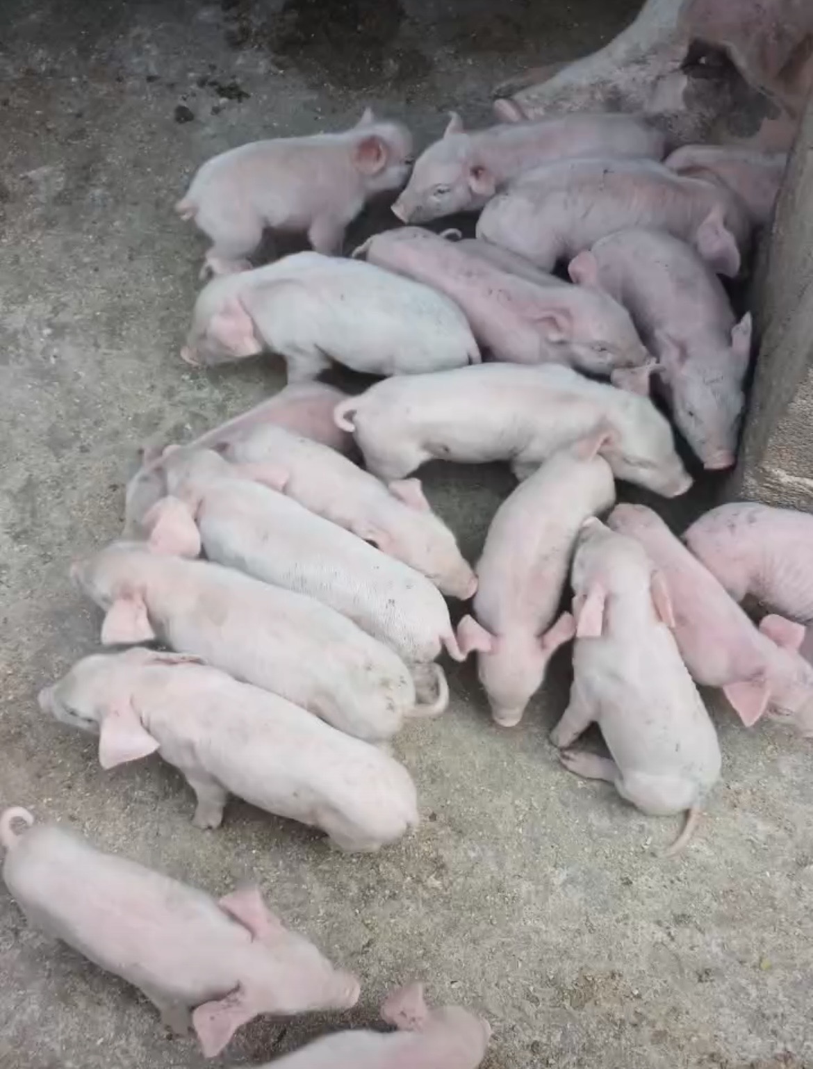 Group of pink piglets resting and walking on a concrete floor inside a pen.