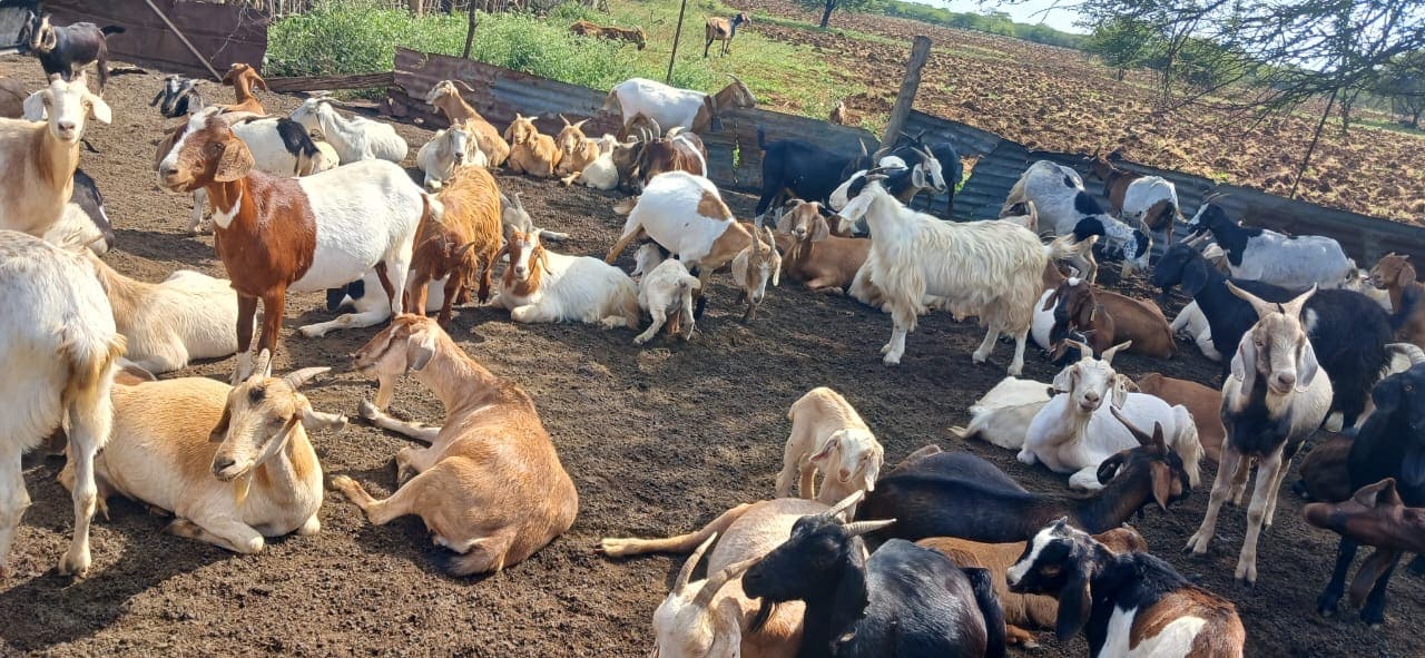Large group of goats of various colors resting and standing on dirt ground in a fenced outdoor enclosure.