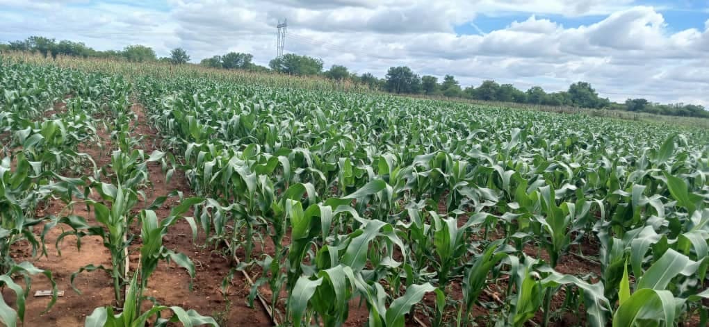 Expansive field of young green corn plants under a cloudy sky with trees in the background.