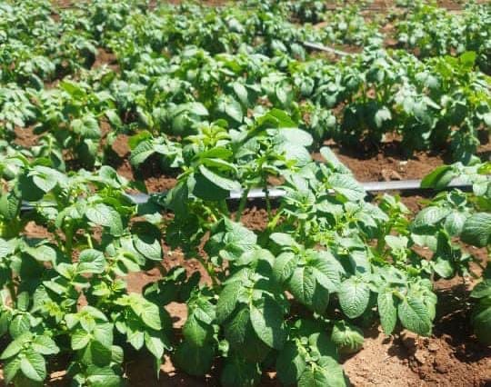 Rows of healthy green potato plants growing in soil with a drip irrigation pipe visible.