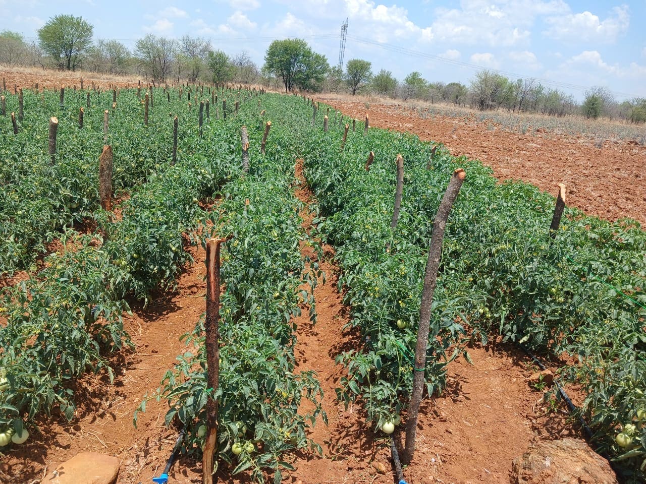 Rows of green tomato plants supported by wooden stakes in a red soil field under a partly cloudy sky.