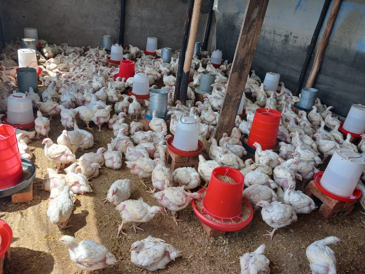 Large group of white chickens inside a poultry barn with multiple red and white feeders and water containers on the dirt floor.
