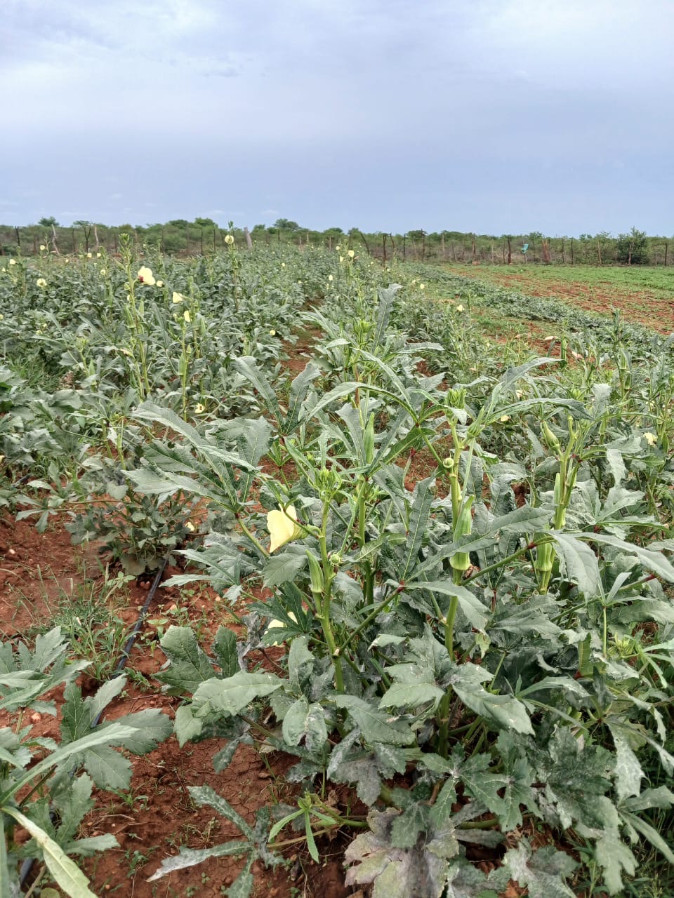 Field of okra plants with yellow flowers and green pods growing in red soil under a partly cloudy sky.