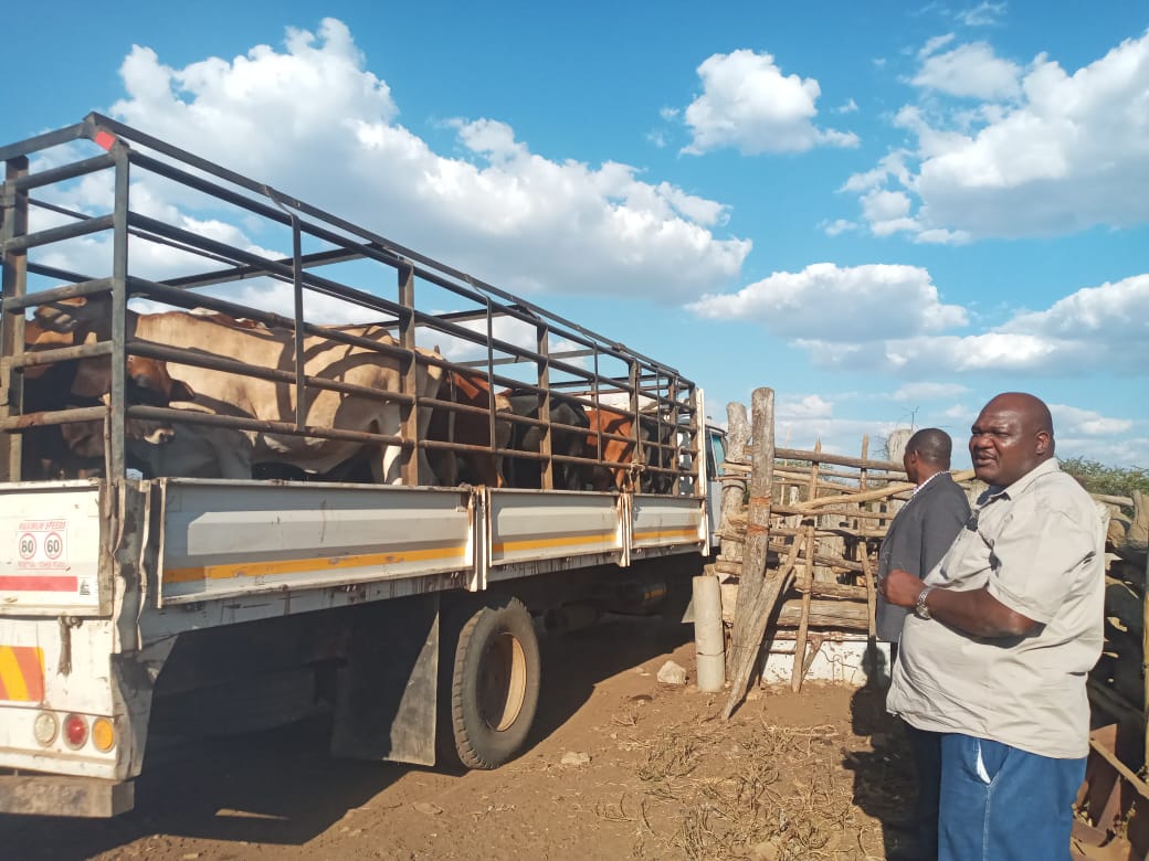 Truck loaded with cattle beside a wooden livestock pen with two men standing nearby under a partly cloudy sky.
