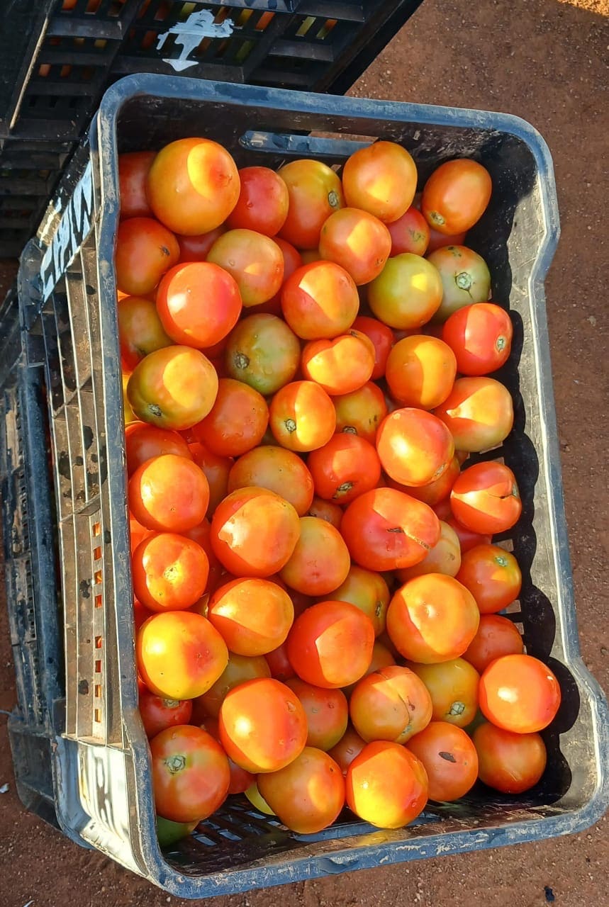 Plastic crate filled with ripe and unripe tomatoes on dirt ground.