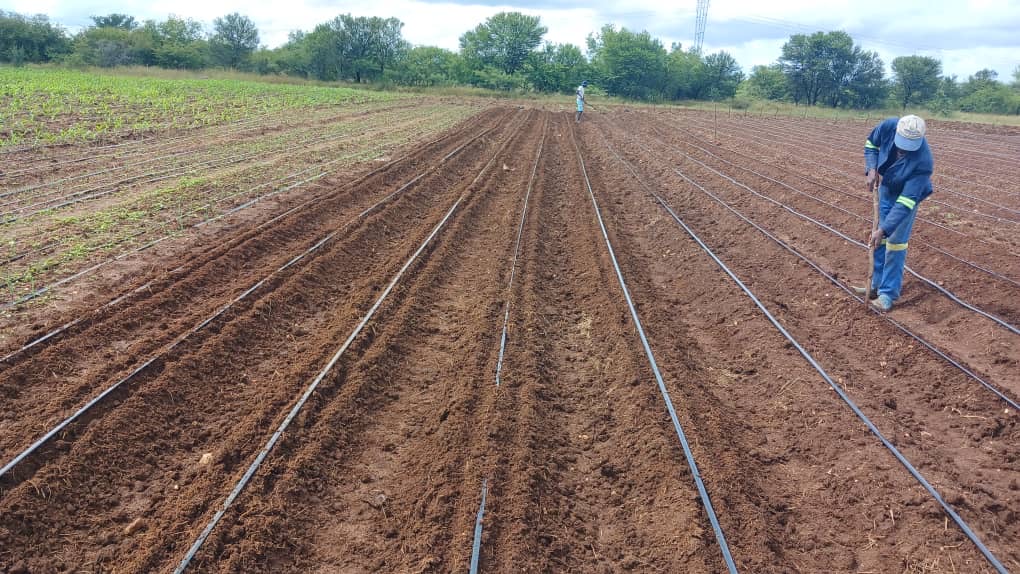 Two people working on a large agricultural field with irrigation drip lines installed on the soil.