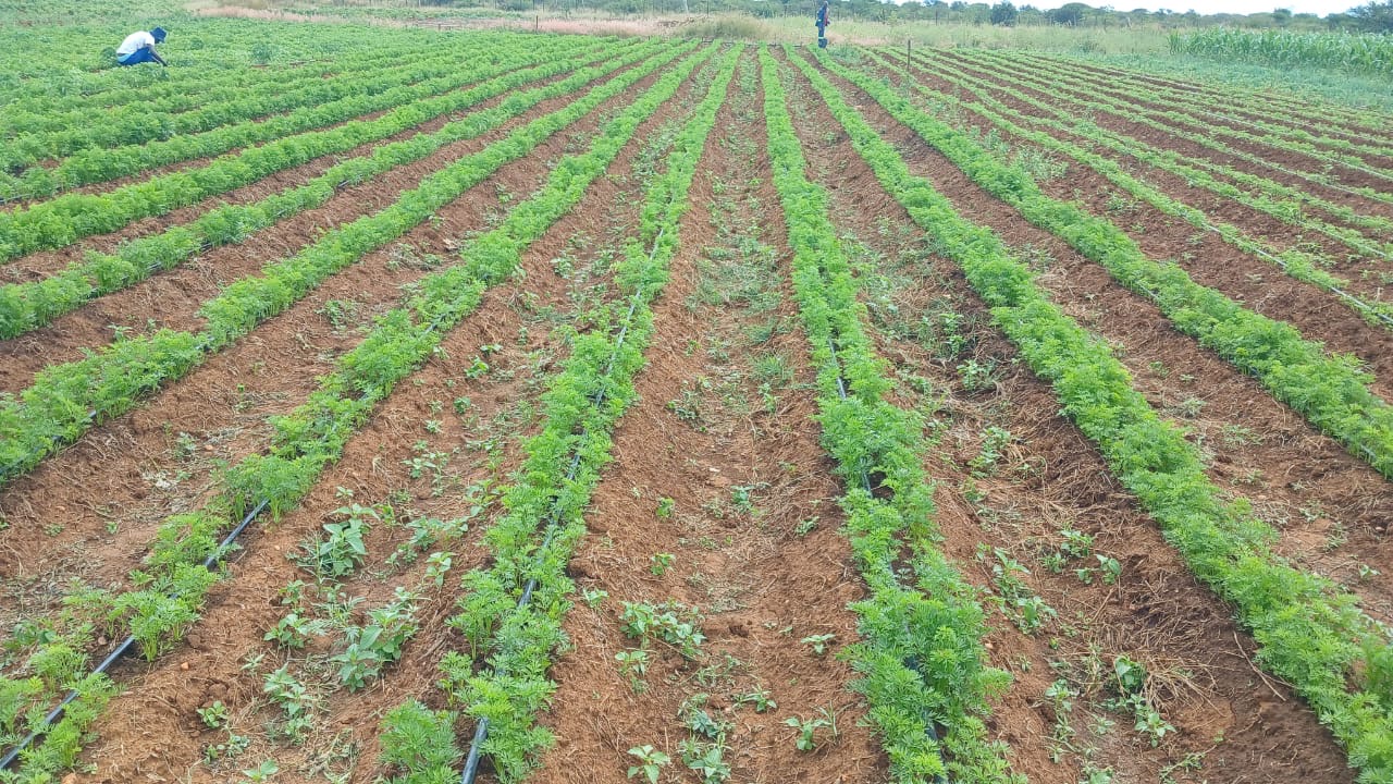 Agricultural field with evenly spaced rows of green crops and two people working in the distance.