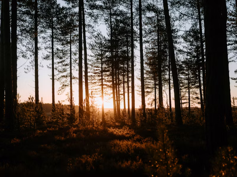 women reconnecting in nature retreat