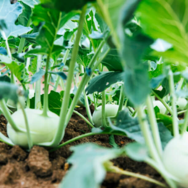 Instagram Gallery - Farm Webflow Template