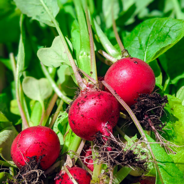 Instagram Gallery - Farm Webflow Template