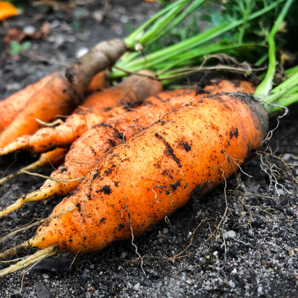 Instagram Gallery - Farm Webflow Template