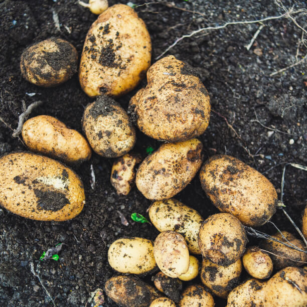 Instagram Gallery - Farm Webflow Template