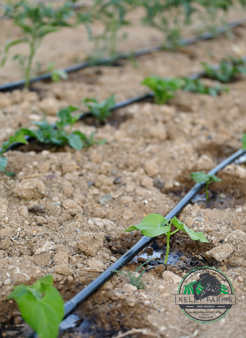 Our Story Gallery - Farm Webflow Template