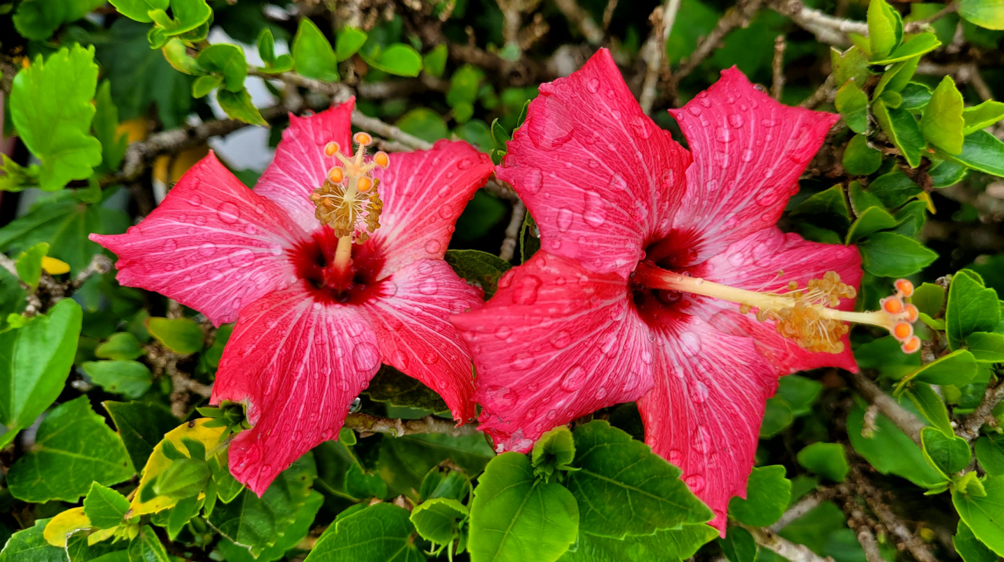 Edible Flowers: Beauty You Can Taste