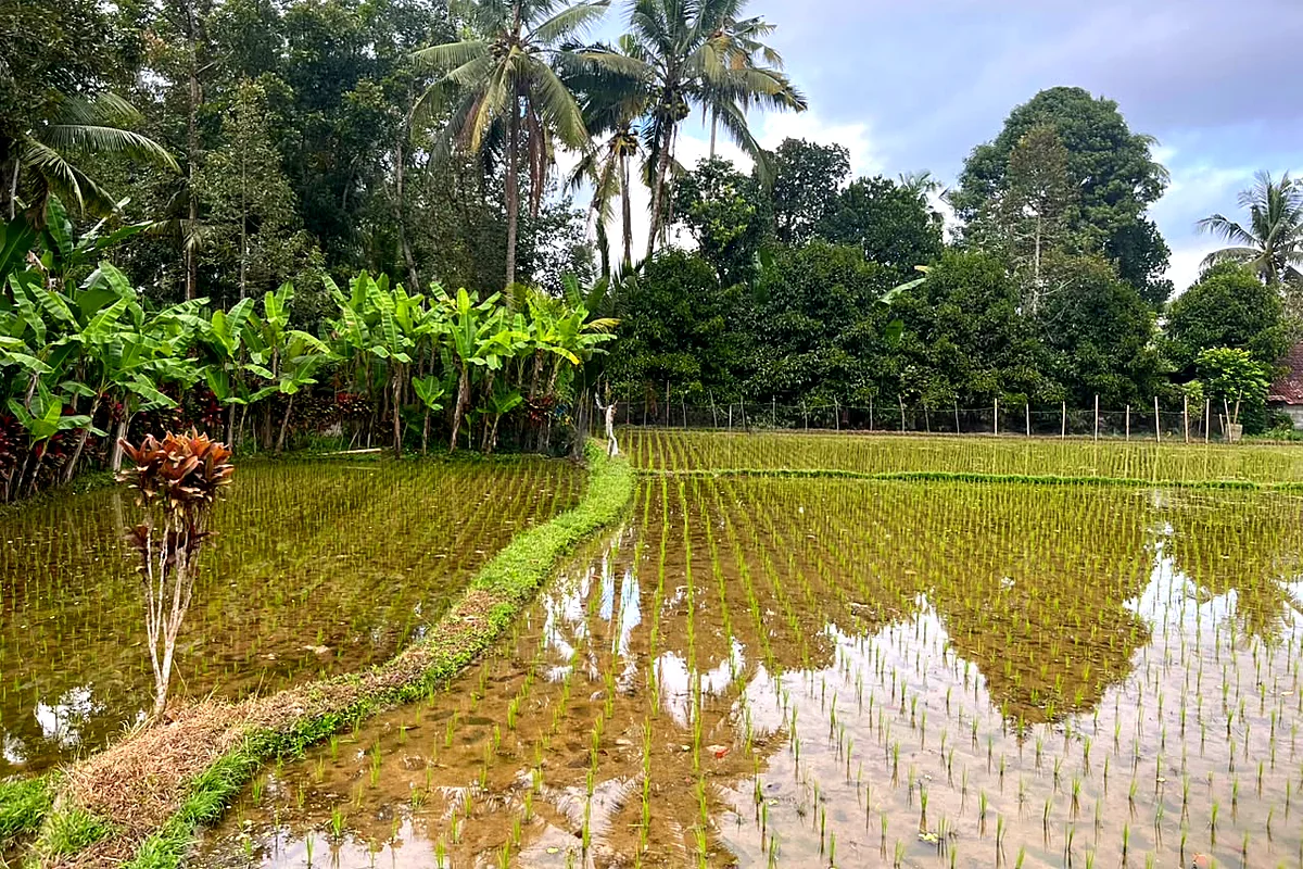 A flat plot outside Ubud bordered by flooded rice terraces, coconut palms and banana trees