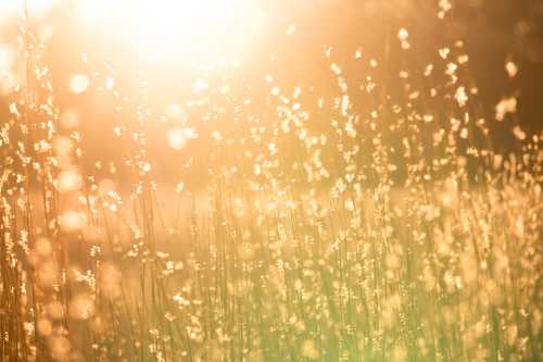 Hay Fever and Your Eyes