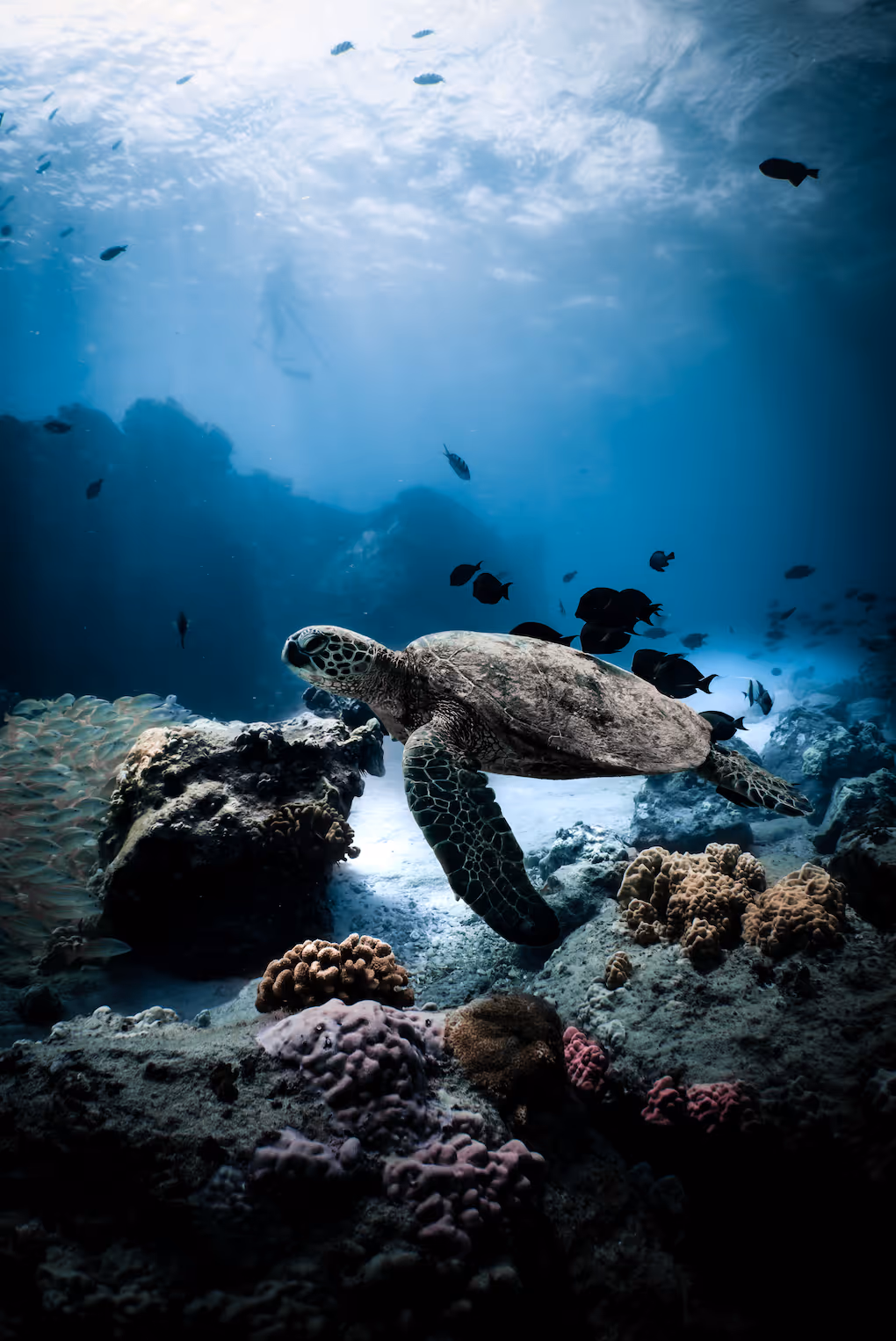 A turtle swimming over vibrant reef coral at Turtle Canyon with a variety of reef fish surrounding. A diver can be seen in the background.