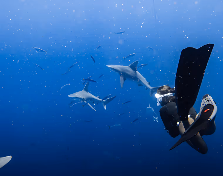 A snorkeler watches two sandbar sharks in the deep blue water, with reef fish swimming around.
