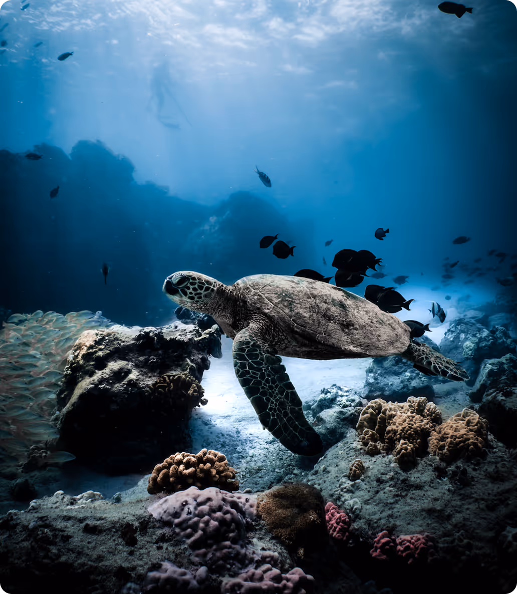 A turtle swimming over vibrant reef coral at Turtle Canyon with a variety of reef fish surrounding. A diver can be seen in the background.