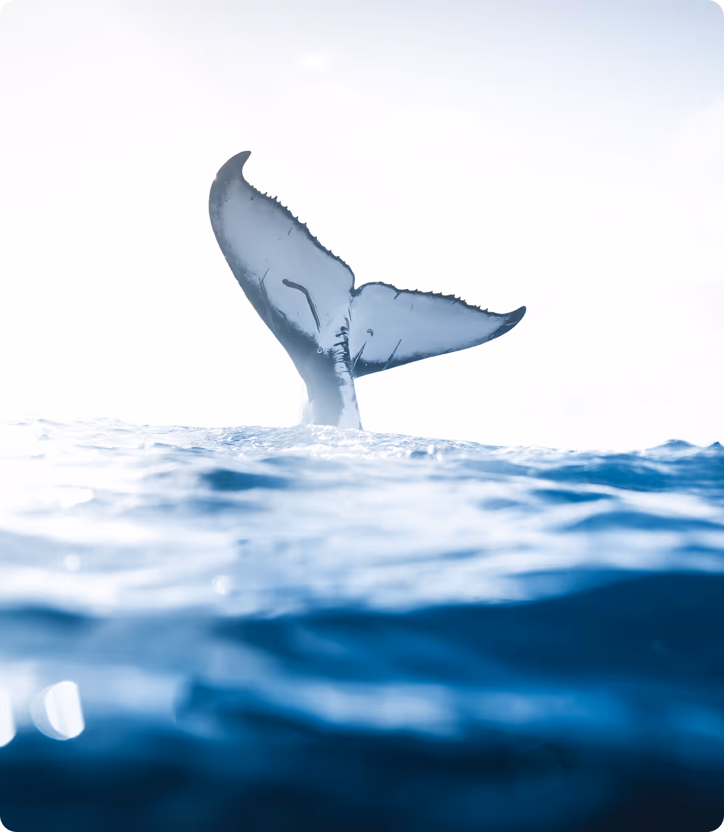 A whale tale sticking straight out of the water with ocean foreground.