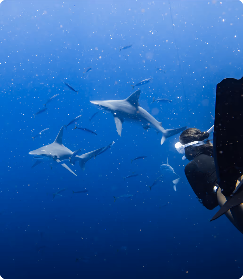 A snorkeler watches two sandbar sharks in the deep blue water, with reef fish swimming around.
